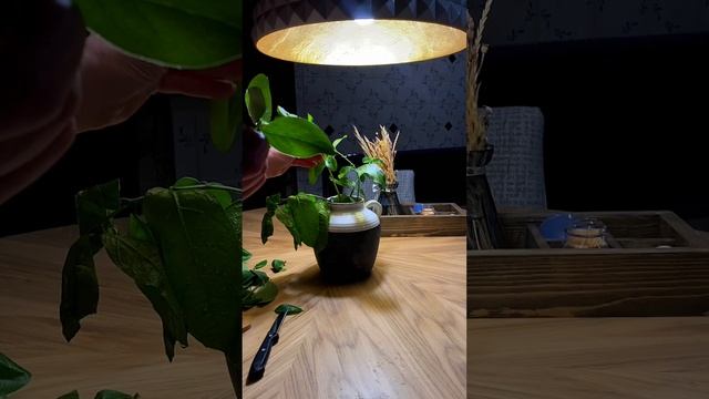 Ветки лимонного дерева ?