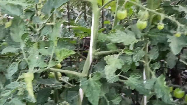Жизнь Дачная. Обзор участка 14.07.2021 Белокрылка атакует смотреть онлайн