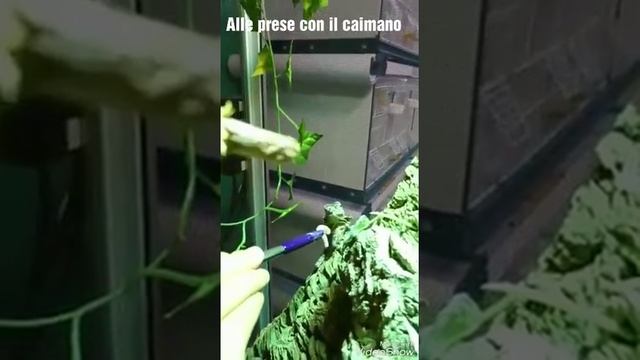 Chlamydosaurus Kingii - Wild Mania Exotic Pet Shop