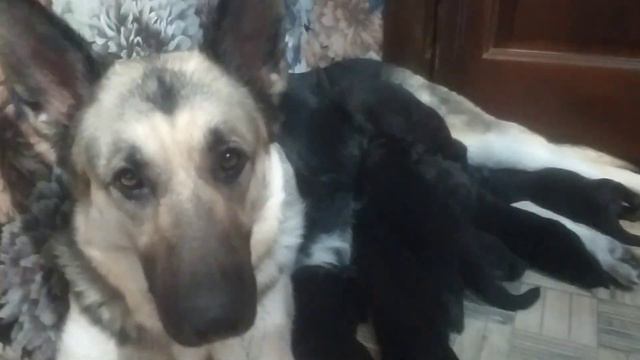 9 марта щенкам будет 1 месяц. Мы растём ! Дели умничка ухаживает. 9️⃣ щенков . #вео #щенки смотреть онлайн