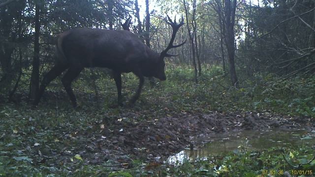 Благородный олень 2 смотреть онлайн