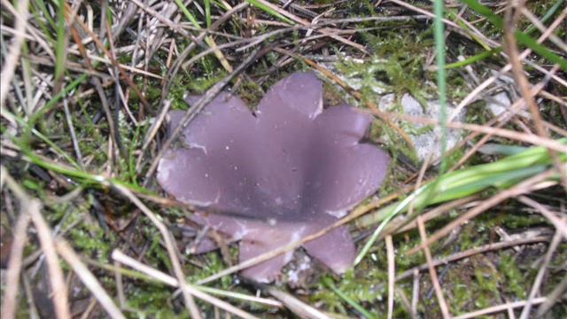 Sarcosphaera coronaria смотреть онлайн