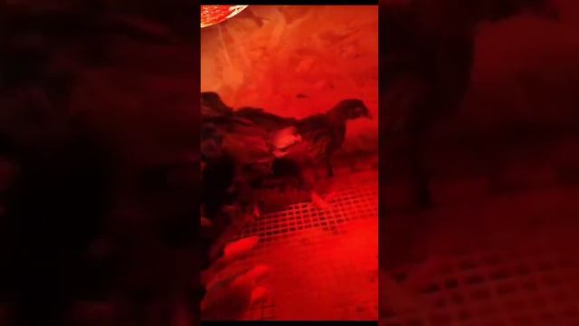 Цыплята уже в Ставрополе