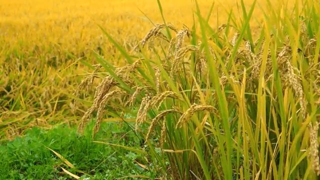 Поле, русское поле. Медитация под шум ветра и пение птиц. смотреть онлайн