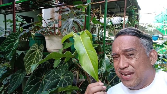 Philodendron Mexicanum