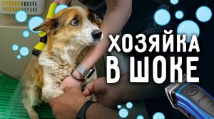 Хозяйка участка - Боня впервые у грумера и ВПЕРВЫЕ у нас дома. Оставляем пока с нами, что бы лечить.