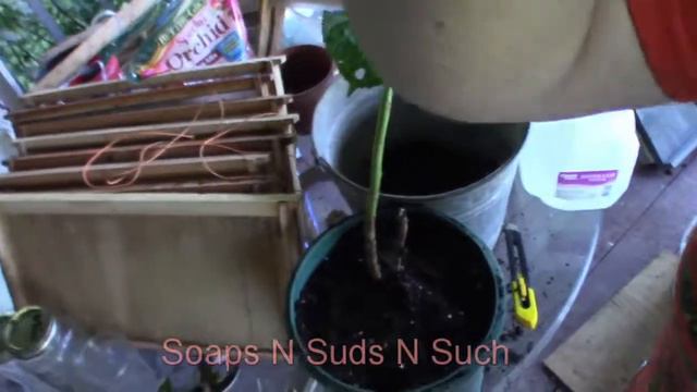 Hydrangea propagation rooting care смотреть онлайн