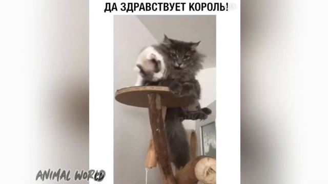Смешные животные  Прикольные видео с собаками кошками птицами