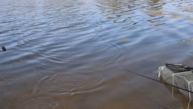 Мощные поклёвки карася. Ловля карася на фидер. Рыбалка в мае 2022. смотреть онлайн