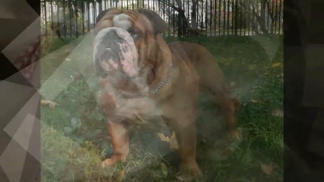 Английский бульдог (Bulldog) - породы собак смотреть онлайн