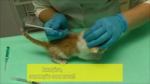 Больному котенку делают уколы.