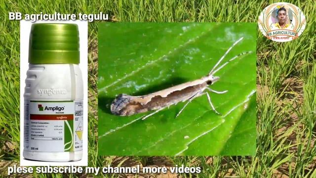 Syngenta Ampligo Insecticide Full Details In Telugu | Full Details By BB Agriculture Telugu