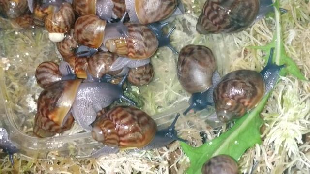 По вашей просьбе, друзья!. Как растут наши тигрики!#тигры#ахатина#ахатинаахатина смотреть онлайн