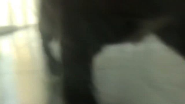 Щенок чёрной немецкой овчарки; возраст 2 месяца и 14 дней; кличка - Хан...)) смотреть онлайн