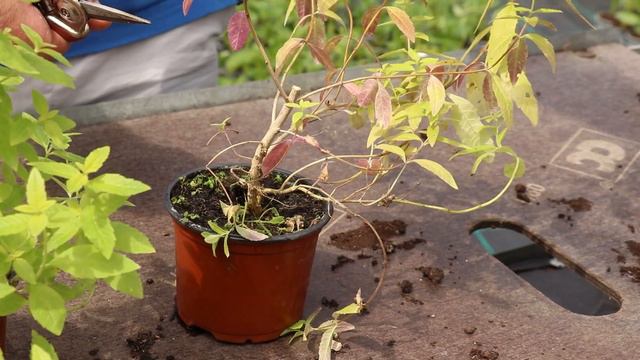 EP173 - How to cut back Lemon Verbena plants and make better plants смотреть онлайн