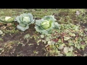 Супер урожай капусты! Можно ли выращивать на бедной почве? Нужно!!!