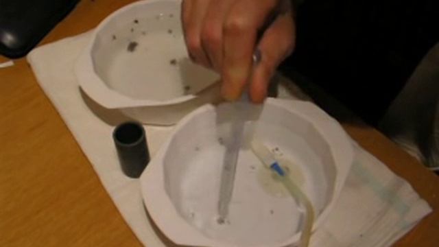 Искусственное вскармливание мальков дискусов / Diskus künstlich hochziehen смотреть онлайн