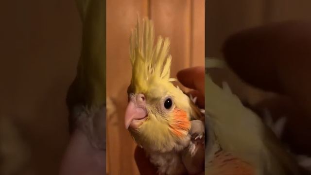 Шипение недовольного попугая смотреть онлайн