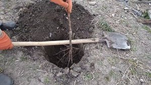 Посадка саженца миндаля - мой первый опыт