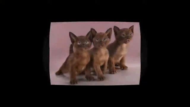 Бурманаская бурма кошка смотреть онлайн