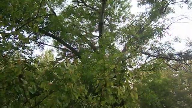 Утренняя песнь соловья. (3.05.2022)