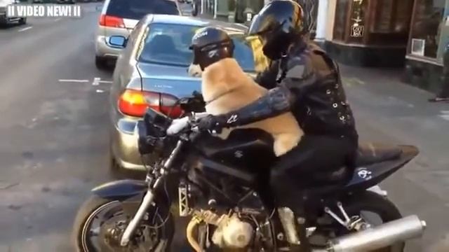 049 Смешные Собаки Езда на мотоциклах Подборка 2016 NEW! смотреть онлайн