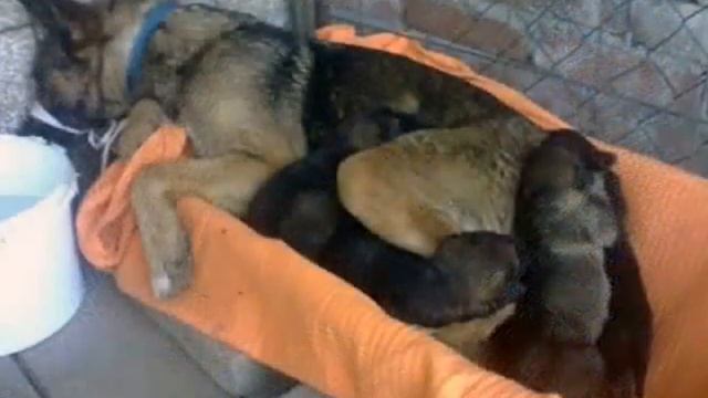 История вирусной фотографии собаки, которая жила в могиле на кладбище смотреть онлайн