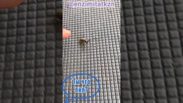 Говорящий жук. После Ферментума даже жуки разговаривают! смотреть онлайн