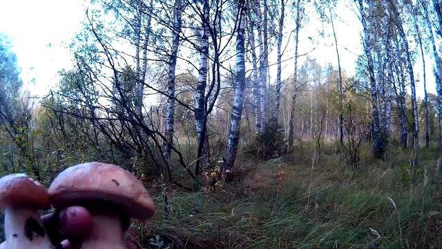 БЕЛЫЕ ГРИБЫ и ОПЯТА | Все деревья усыпаны осенними опятами | За грибами по новым местам смотреть онлайн