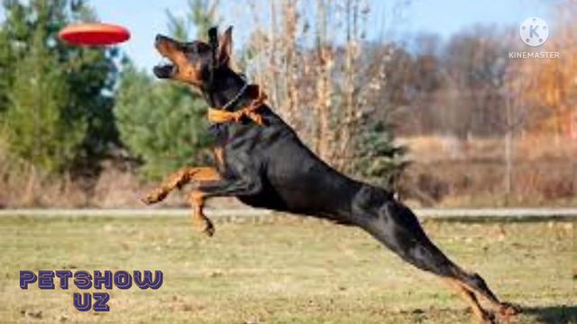 DOBERMAN ITLARI HAQIDA SIZ BILMAGAN FAKTLAR VA MA'LUMOTLAR.  #DOBERMAN