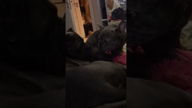 Бешеное утро😂#канекорсо смотреть онлайн