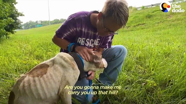 Woman Saves Pittie Abandoned On The Highway | The Dodo смотреть онлайн