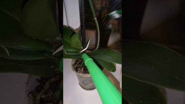 Удобная лейка для полива комнатных растений смотреть онлайн