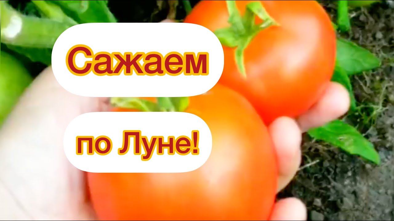 ТОЧНЫЙ ЛУННЫЙ ПОСЕВНОЙ КАЛЕНДАРЬ НА МАРТ 2022 по дням смотреть онлайн