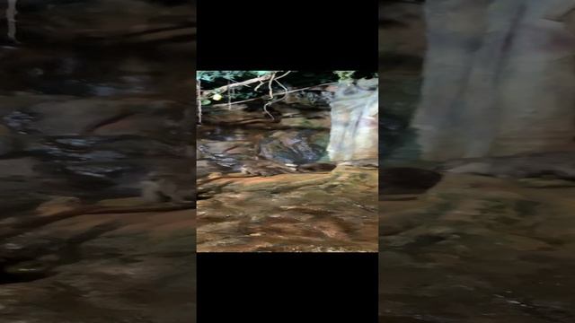 Выдры смотреть онлайн