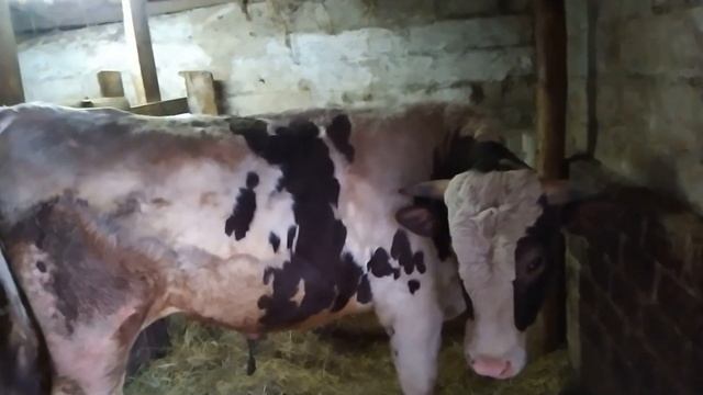 Сдал больших быков. смотреть онлайн