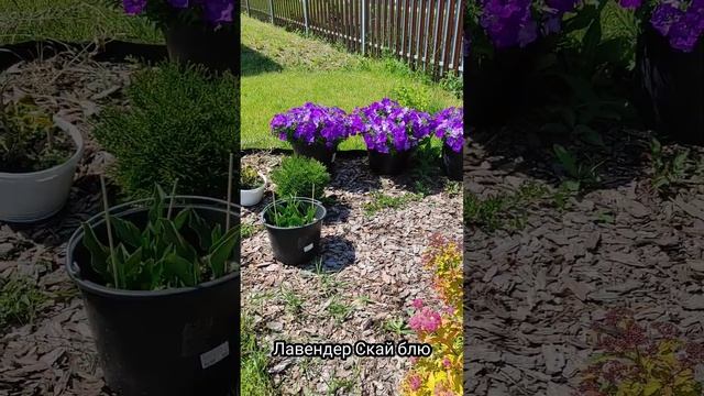 Ампельные петунии в Нижегородской области! смотреть онлайн