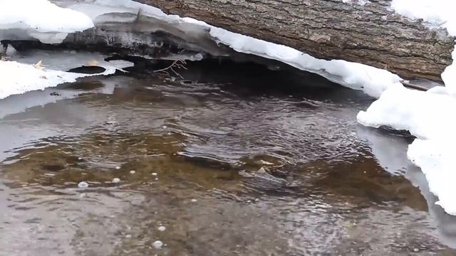 Стая разъяренных ВОЛКОВ неслась по деревне. Они спешили на выручку своему спасителю! смотреть онлайн