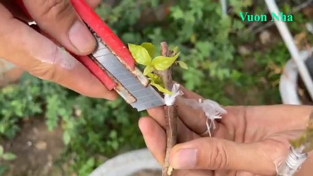 try to match 5 colors of confetti onto 1 stem bougainvillea glabra 2022 смотреть онлайн