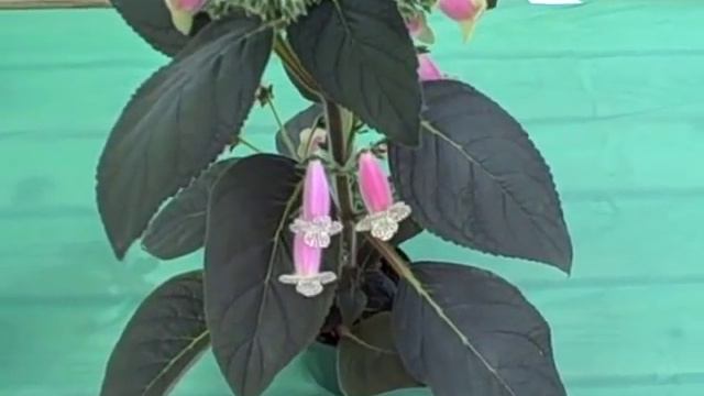 Kohleria 'HCY's Jardin de Monet' смотреть онлайн