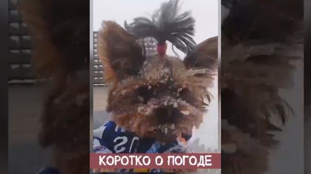 Дошёл Йорк до дома и дыркает и мерзнит. смотреть онлайн