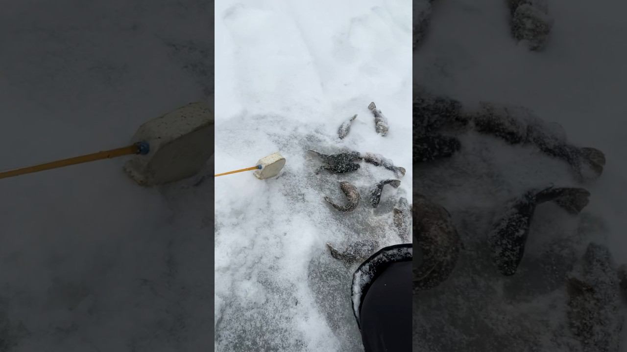 Ротан рыба по первому льду #ротан #первыйлёд #рыбалкакстово смотреть онлайн