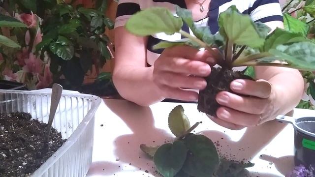 Пересадка фиалок после цветения смотреть онлайн