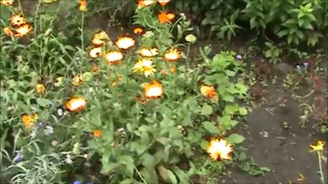 Цвета солнышка цветки... смотреть онлайн