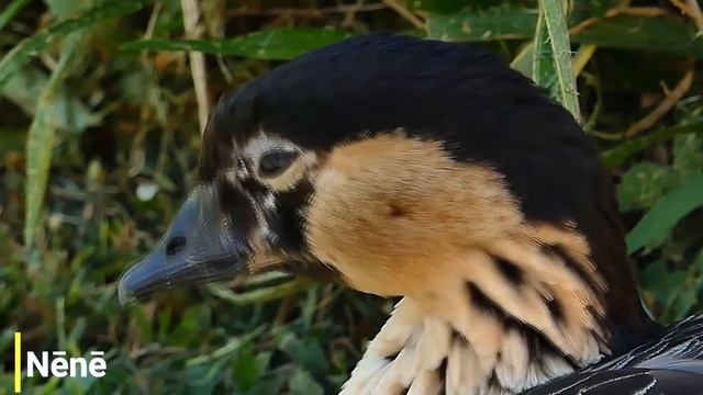 5 Animals That Have Been Reintroduced Into Their Former Ranges смотреть онлайн