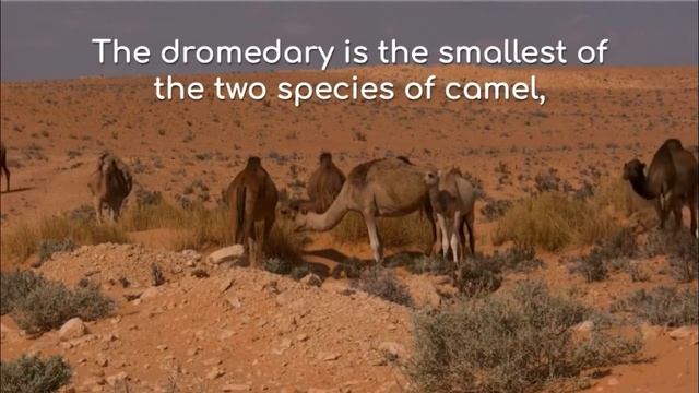 Dromedary or Arabian camel (Camelus dromedarius) смотреть онлайн