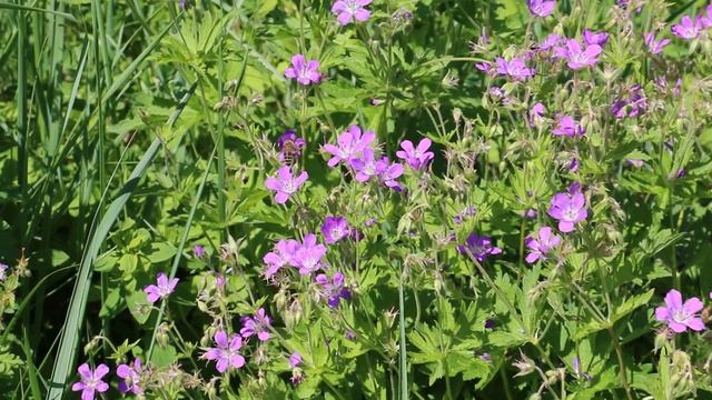 Герань лесная смотреть онлайн