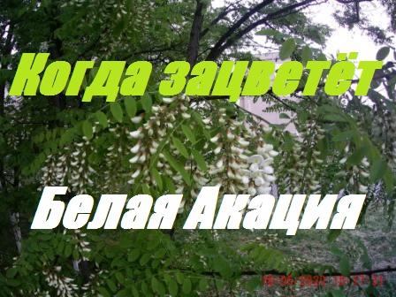 Когда зацветёт белая акация.Как,когда,где купить пчел к белой акации.Сила семей на Белую акацию. смотреть онлайн