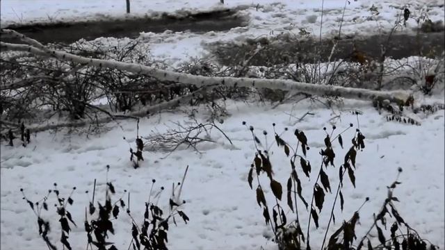 Берёза для бересты бесплатно и законно. смотреть онлайн
