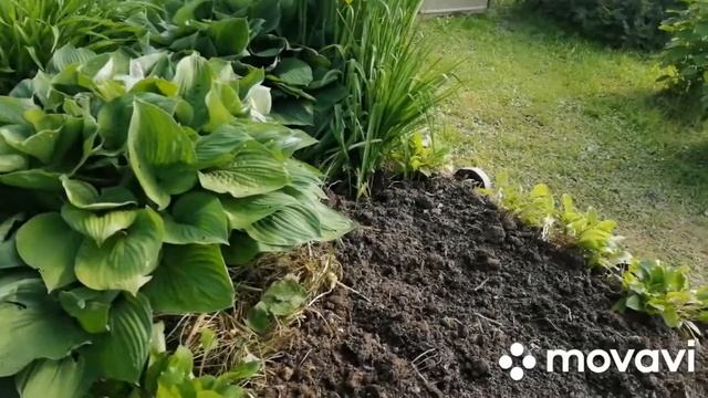 Клумба из лилейников и хост